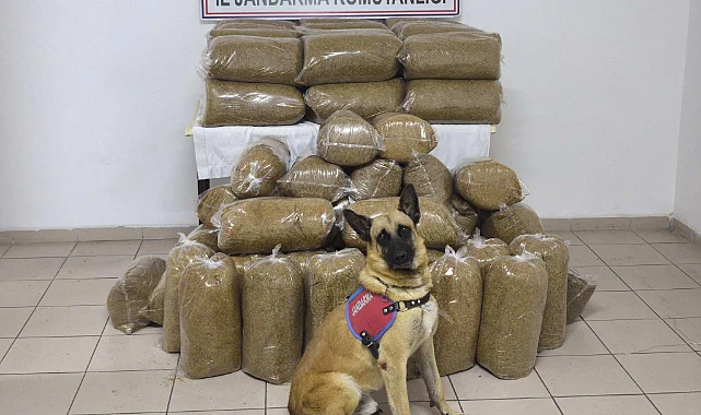 Tokat’ta 340 Kilo Kaçak Tütün Yakalandı