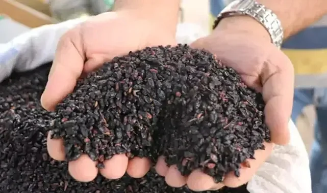 Türkiye’de Değeri Bilinmiyor: Rusların Sağlık Sırrı Karamuk Bitkisi