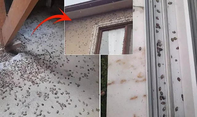 Uzmanlar Uyardı! Evleri Basan Kahverengi Kokarca Tüm Türkiye'ye Yayılabilir...