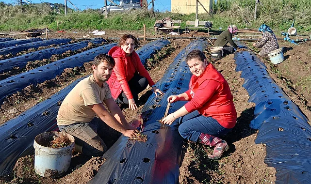 19 Mayıs'ta Hedef Engiz Çileği Üretimini Genişletmek