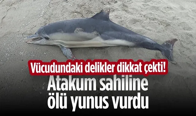 Atakum Sahiline Ölü Yunus Vurdu! Vücudundaki Delikler Dikkat Çekti!