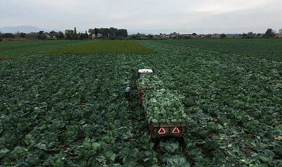 Bafra Ovası'nda Beyaz Lahana Hasadı Başladı: Tarlada Fiyatı 8 TL