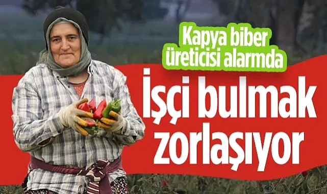 Bafra Ovası'nda Kapya Biber Üreticisi Alarmda: İşçi Bulmak Zorlaşıyor