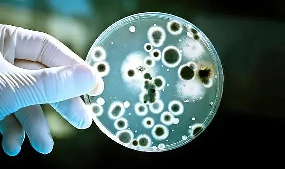 Süperbakterilere Karşı: 100 Kat Güçlü Yeni Antibiyotik Keşfi