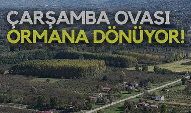 Çarşamba Ovası Ormana Dönüyor!