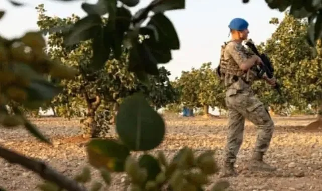 Kilosu 600 Bin Lira: Çorum'da Servet Değerindeki Tarlalara Jandarma Nöbeti
