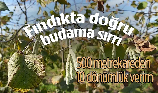 Fındıkta Doğru Budama Sırrı: 500 Metrekareden 10 Dönümlük Verim