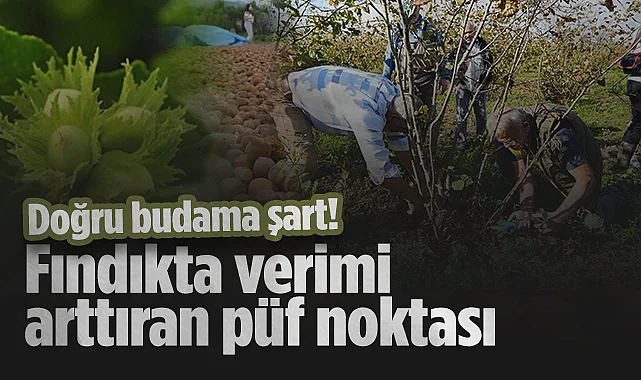 Fındıkta Verimi Artıran Püf Noktası: Doğru Budama Şart!