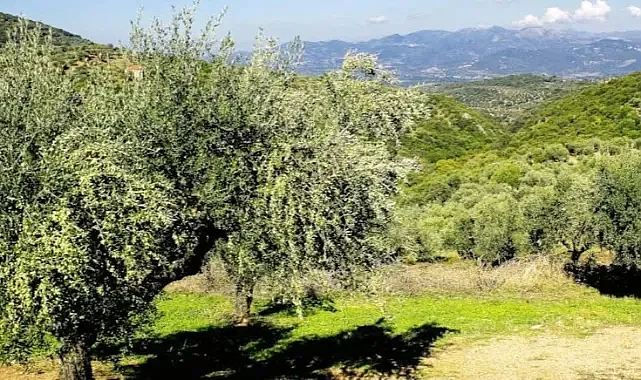 Bilimin Sırrı Çözülemiyor: Bu Zeytin Türkiye’de Sadece Gökçeada’da Nasıl Yetişiyor?