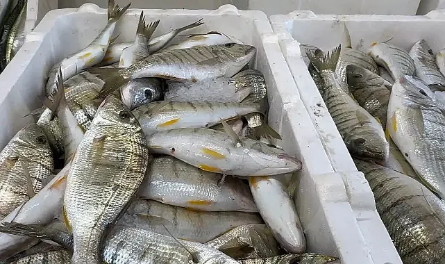 Hamsi Bolluğu Tezgahlara Çeşitlilik Getirdi: Nadir Türler Görülüyor