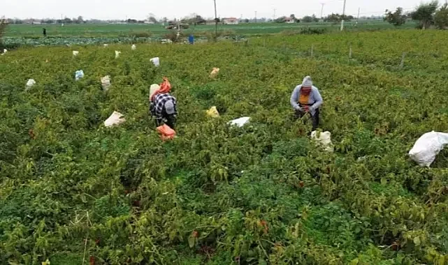 Samandağ'da Çiftçiler Geçici Görme Kaybı Yaşadı