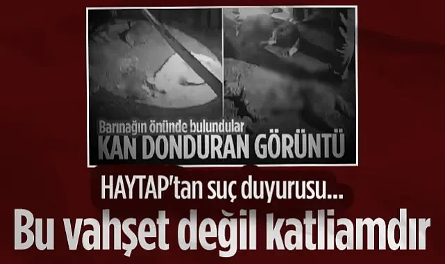 HAYTAP'tan Samsun'daki Köpek Ölümlerine Suç Duyurusu: Bu Vahşet Değil Katliamdır