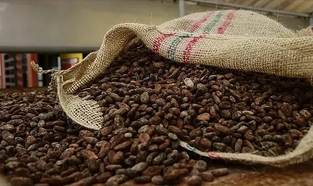 Kakao Fiyatları %55 Geriledi: Kuraklık Endişesi Azaldı