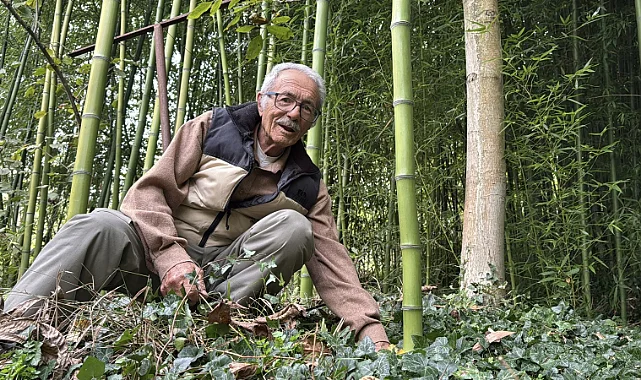 Karadeniz'de Bambu Bereketi