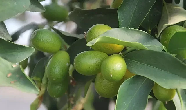 Karadeniz'de Tropikal Meyve! Muz, Mango...