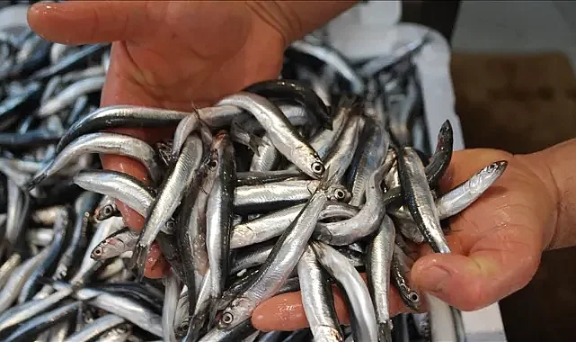 Karadeniz'de Hamsi Rekoru Kırıldı Ama İhracat Sınırlı Kaldı
