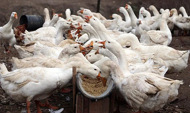 Kavak’ta Kaz Yetiştiriciliği Buluşması: 7. Türkiye Çalıştayı Başladı