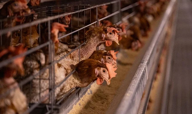 H5N5 Kuş Gribi Dünyada İlk Kez Can Aldı