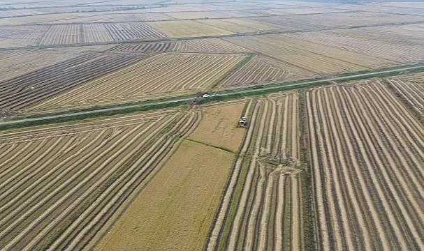 Samsun Bafra Ovası'nda Çeltik Hasadında Sona Gelindi