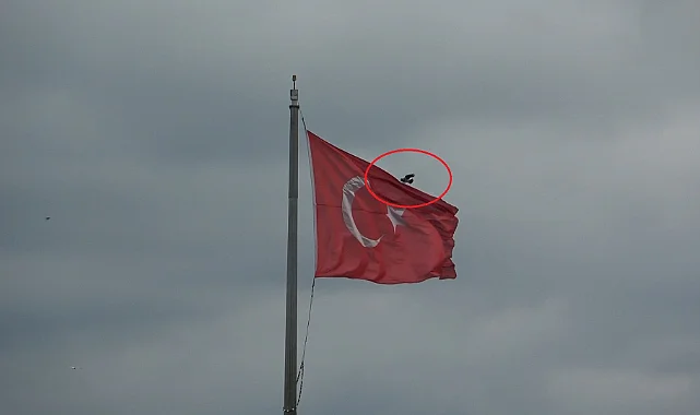 Samsun Cumhuriyet Meydanı'nda İlginç Anlar: Karga ve Bayrağın Mücadelesi