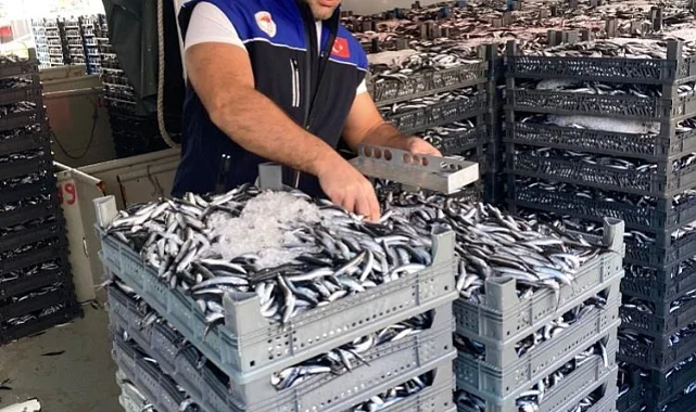 Samsun’da 1 Milyon Kilo Hamsi Kontrol Edildi: Kota Denetimleri Sürüyor