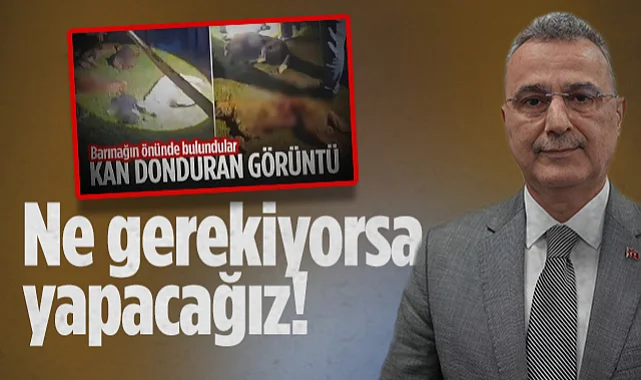 Samsun'da 9 Köpeğin Telef Olması Olayına Başkan Kurnaz'dan Tepki: Ne Gerekiyorsa Yapacağız 
