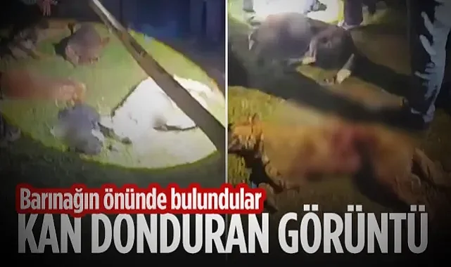 Samsun'da Kan Donduran Görüntü: Barınak Önündeki Çöpte 9 Ölü Köpek Bulundu