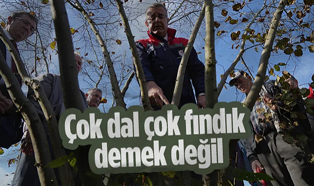 Samsun Fındıkta Verim ve Kaliteyi Artırıyor: "Çok Dal Çok Fındık Demek Değil" Uyarısı