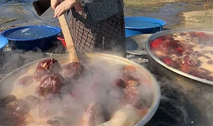 Samsun Kavak'ta Kocabaş Turşusu Hazırlıkları Başladı