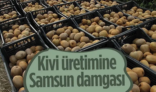 Samsun Kivi Üretimine Damga Vurdu!