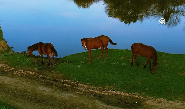 Kızılırmak Deltası Gölleri Sonbahar Yağışlarıyla Canlandı