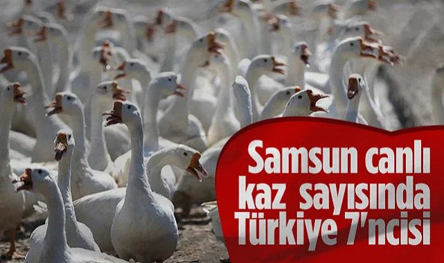 SBB Başkanı Halit Doğan: Samsun, Canlı Kaz Sayısında Türkiye 7'ncisi; Amacımız Şehri Bir Üst Seviyeye Taşımak