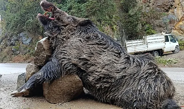 Trabzon'da Sürek Avı: 300 Kiloluk Domuz Vuruldu