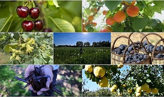 Türkiye 22 Ürünle Tarımda İlk Üçte Yer Aldı