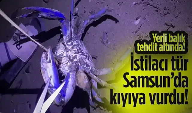 Yerli Balık Tehdit Altında! İstilacı Tür Samsun'da Kıyıya Vurdu!