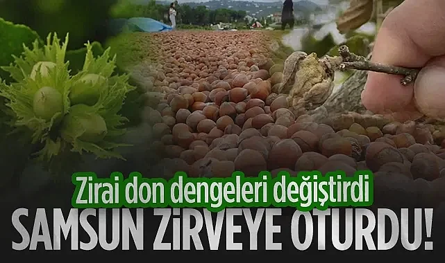 Zirai Don Dengeleri Değiştirdi, Samsun Fındıkta Türkiye Birincisi Oldu!