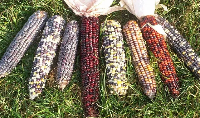 AB, Yeni Nesil Genetiği Düzenlenmiş Bitkilere Yeşil Işık Yaktı