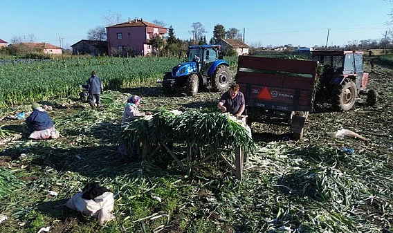 Bafra Ovası'nda Pırasa Rekoltesinde Yüksek Beklenti: 40 Bin Tona Kadar Çıkabilir