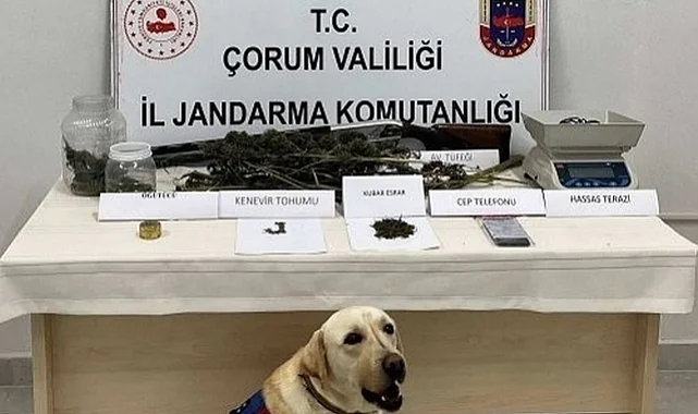 Çorum Osmancık'ta Uyuşturucu Operasyonu: C.A. Tutuklandı