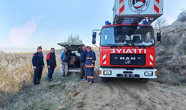 Çorum Sungurlu'da Keçi Kurtarma Operasyonu: Uçurumda Mahsur Kalan Hayvanları İtfaiye Merdivenle Kurtardı 