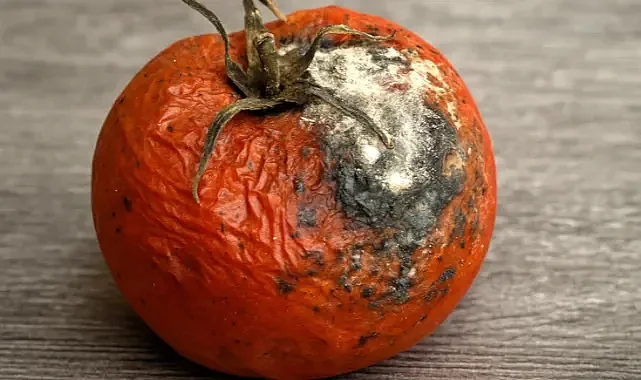 Çürümüş Domatesleri Çöpe Atmayın