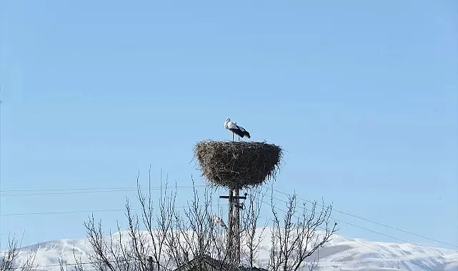 Erzincan Binkoç Köyü Leylekleri Kışın Göç Etmiyor: 10 Yıllık Komşuluk Hikayesi