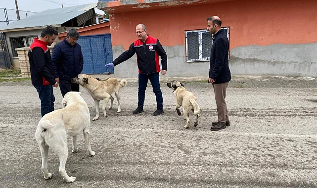 Erzincan’da Sokak Köpeklerine Oral Kuduz Aşısı Uygulaması Başladı
