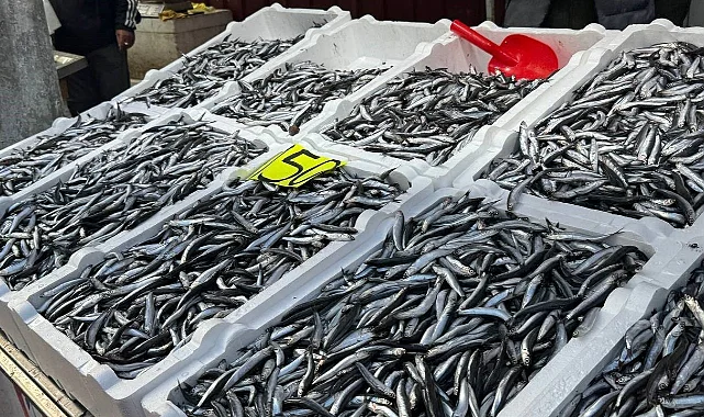 Hamsi Bolluğu Sona Erdi: Fiyatı Üçe Katlandı