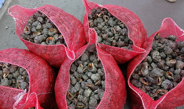 Karadeniz'in Ekolojik Tehdidi: Deniz Salyangozu Akdeniz Midyesini, Taraklı Medüz Hamsi Yumurtasını Yok Ediyor 