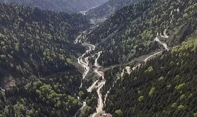 Karadeniz Orman Varlığı Risk Altında: Yağış Değişimi Ağaçları Kurutuyor