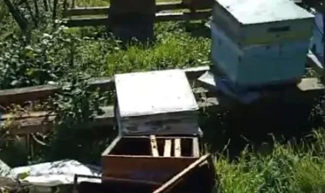 Kastamonu Cide'de Ayının Bal Ziyafeti: Bir Gecede 5 Arı Kovanındaki Balları Bitirdi, Köylü Durumu Bildirdi 