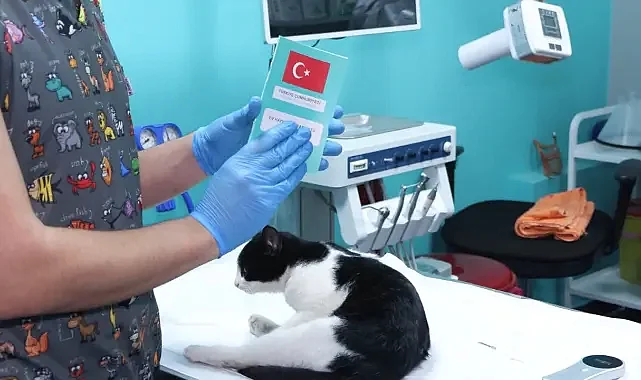 Kedi Köpek Çip Uygulaması Son Tarih 31 Aralık: Cezası Ne Kadar?