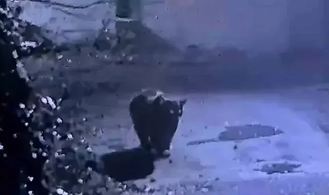 Rize'de Avcıların Yakalayamadığı Ayı, Güvenlik Kamerasına Yakalandı