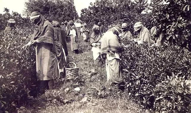 Rize'de Çay Üretiminin Tarihi Değişti: Yeni Arşivler 1931 Yılını İşaret Ediyor